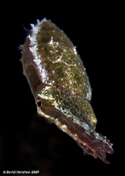 Portrait study of a Stumpy-spined Cuttlefish. Taken with ... by David Henshaw 